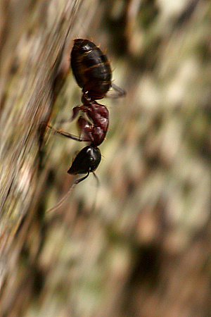 Camponotus-myra