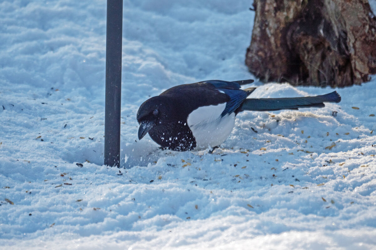 P1130112 En Skata söker mat i snön