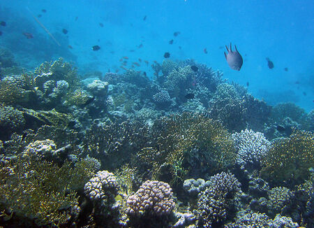 Vid korallrev