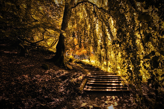 THE GOLDEN PATH
