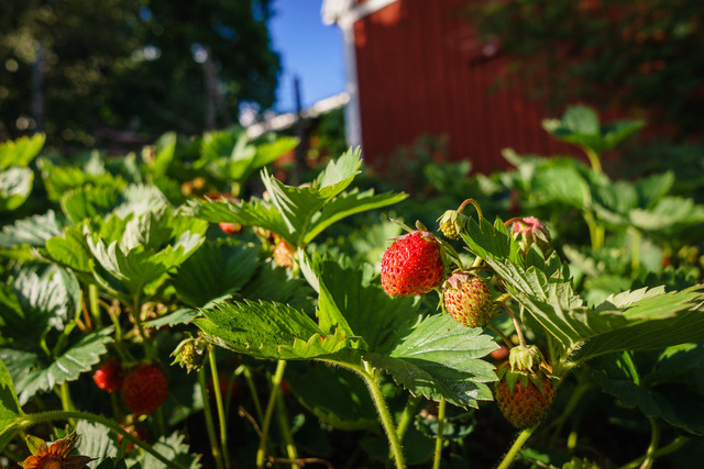 Strawberries in my backyard