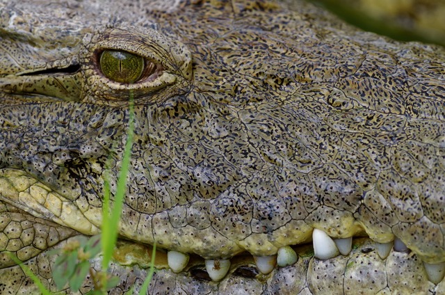 African Crocodile