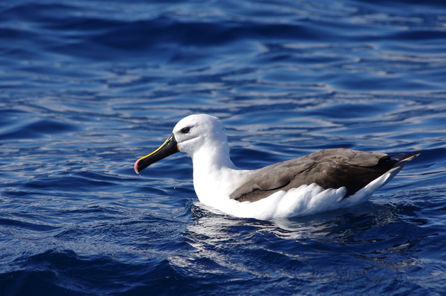 Yellow-nosed Albatross (ad)