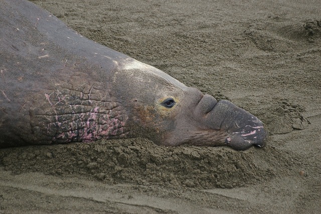 N. Elephant Seal 1
