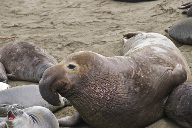 N. Elephant Seal 2