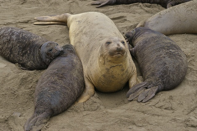N. Elephant seals