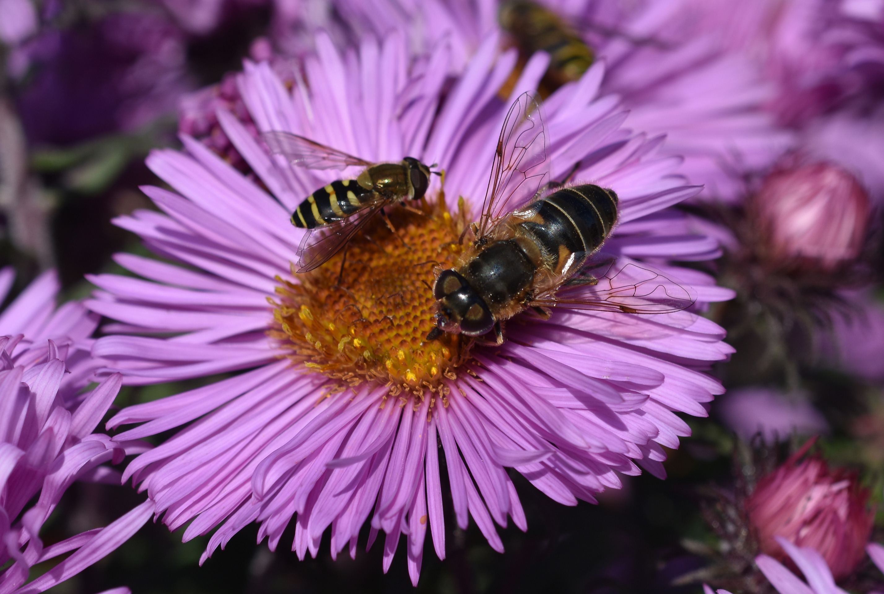 Blomflugor på en Höstaster 2016 DSC_0356
