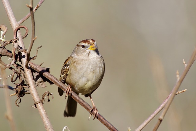 White-crowned Sparrow (1:st winter)