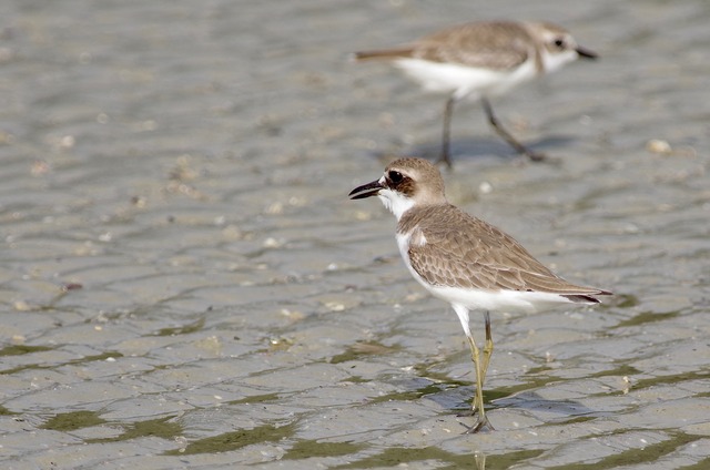 Greater sand Plover