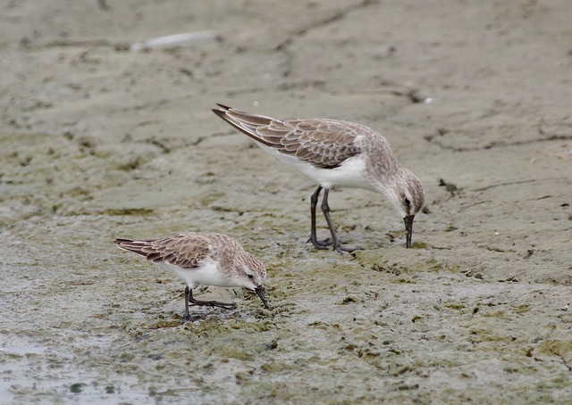 Red-necked Stint and Curlew Sandpiper