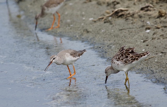 Spotted Redshank and Ruff