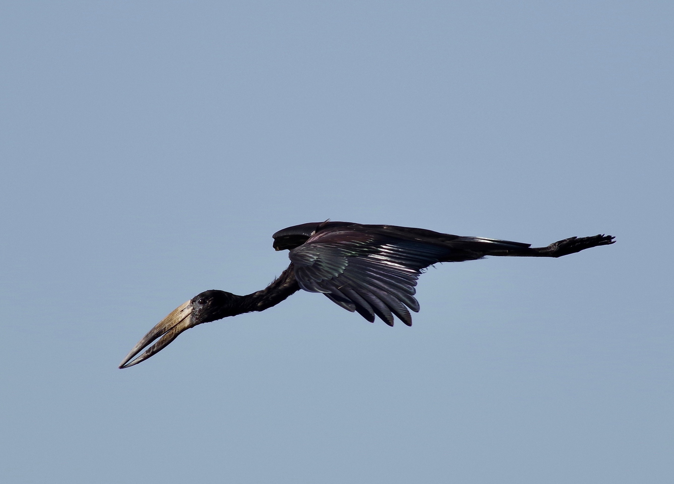 Af. Open-billed Stork
