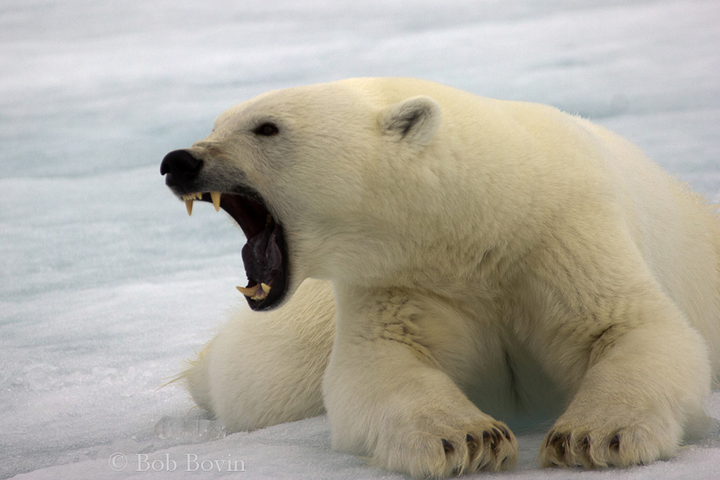 #1000. Skall nordpolen försvinna?? –och därmed isbjörnens tallrik