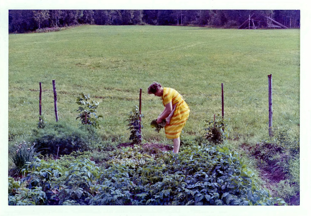 Mamma plockar grönsaker på Drabo sommaren1982032