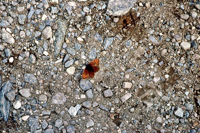 En liten fjäril av okänd art på Tarfala 1997 Kebnekaise 1997054
