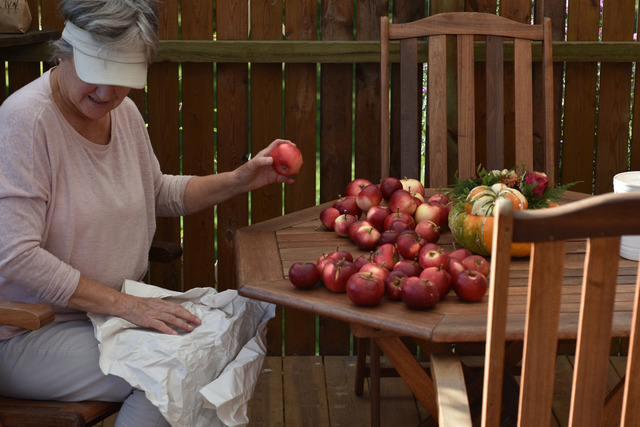 DSC_0379 Margaret slår in äpplen för att förvaras i matkällaren