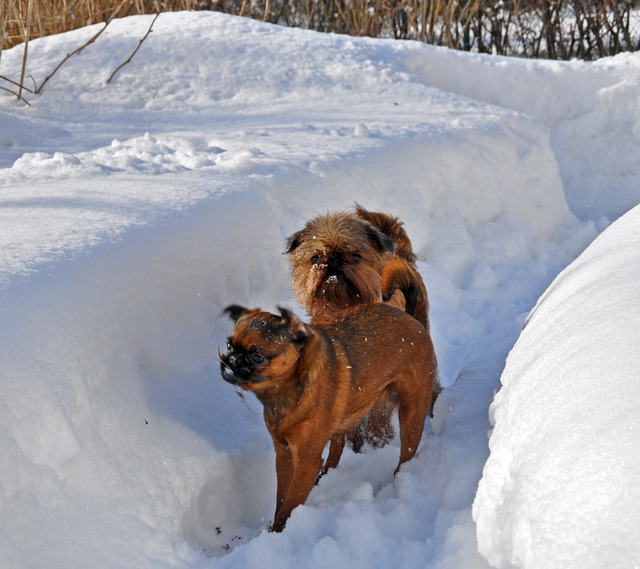 DSC_0353 Doglas och Vanja leker i snön 9 mars 2010
