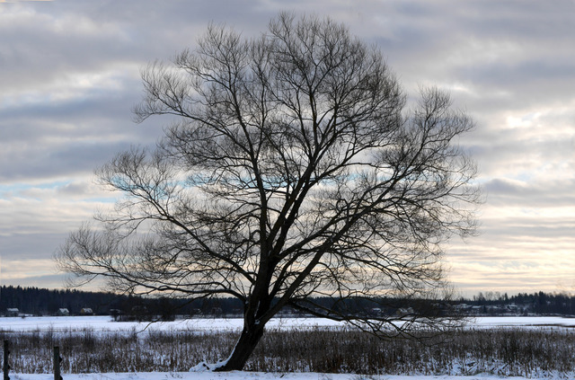 Det ensamma trädet på Linesby sjöängar P1040376