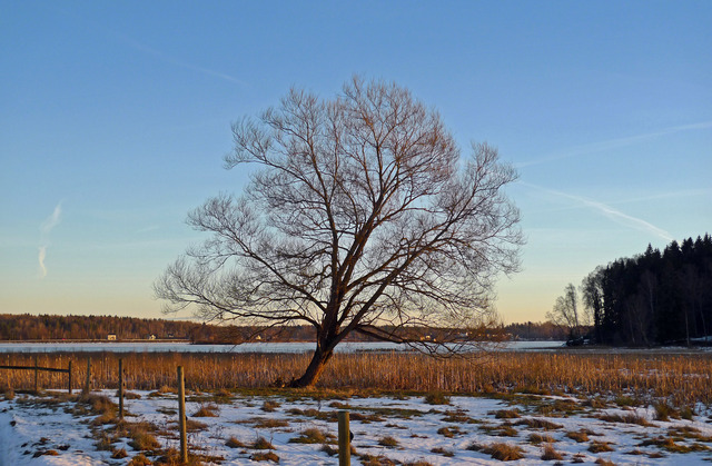 Ensama trädet på Lindesby Sjöänar på e.m