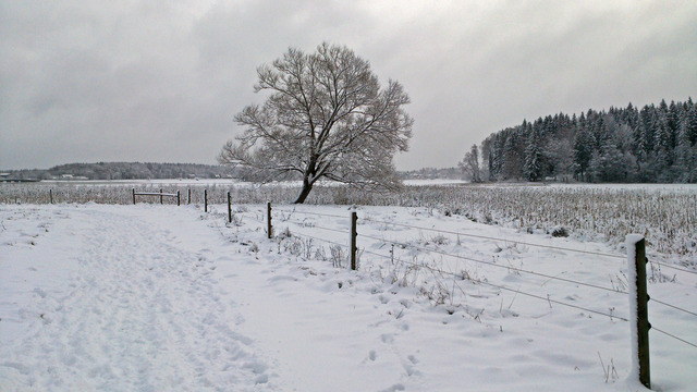 Det ensama trädet på Lindesby Sjöängar DSC_0605