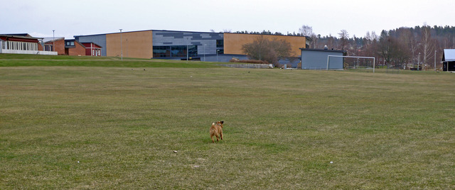 P1040694 Dennis på språg över gräsmattan vid Lindesby Strandängar