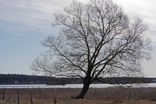 P1040501 Det ensamma Trädet på Lindesby Sjöängar