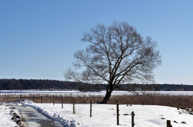 P1030026 Det ensamma trädet på Lindesby Strandängar mars 2016