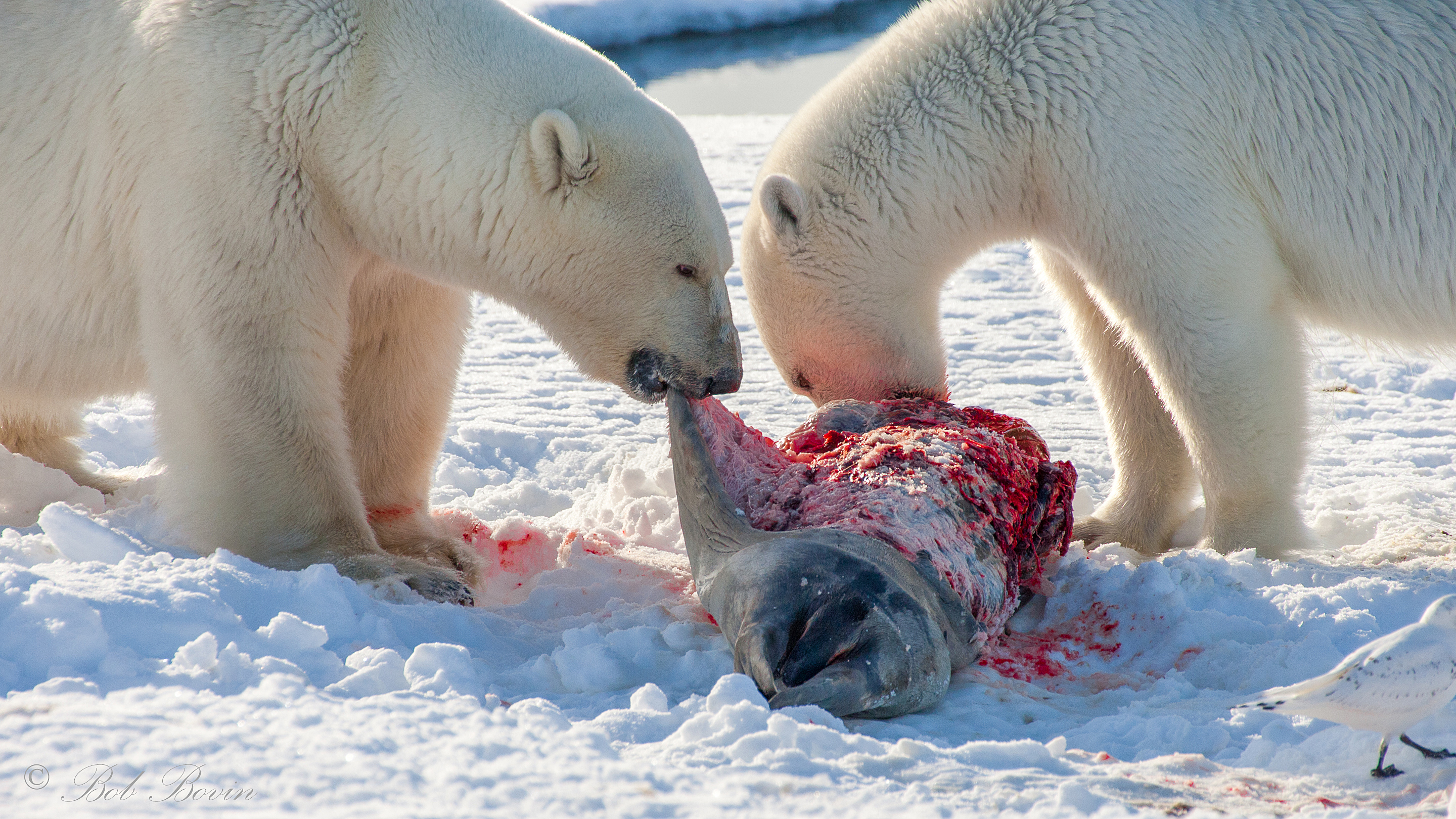 #2486. Hur mycket äter en isbjörn?? –nya rön?? - Fotosidan