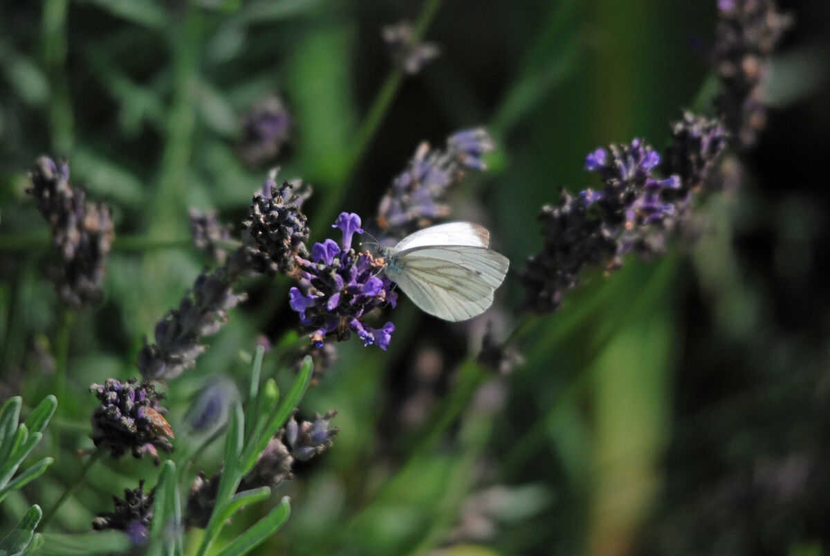 DSC_4308 Vit Fjäril på en Lavendelblomma