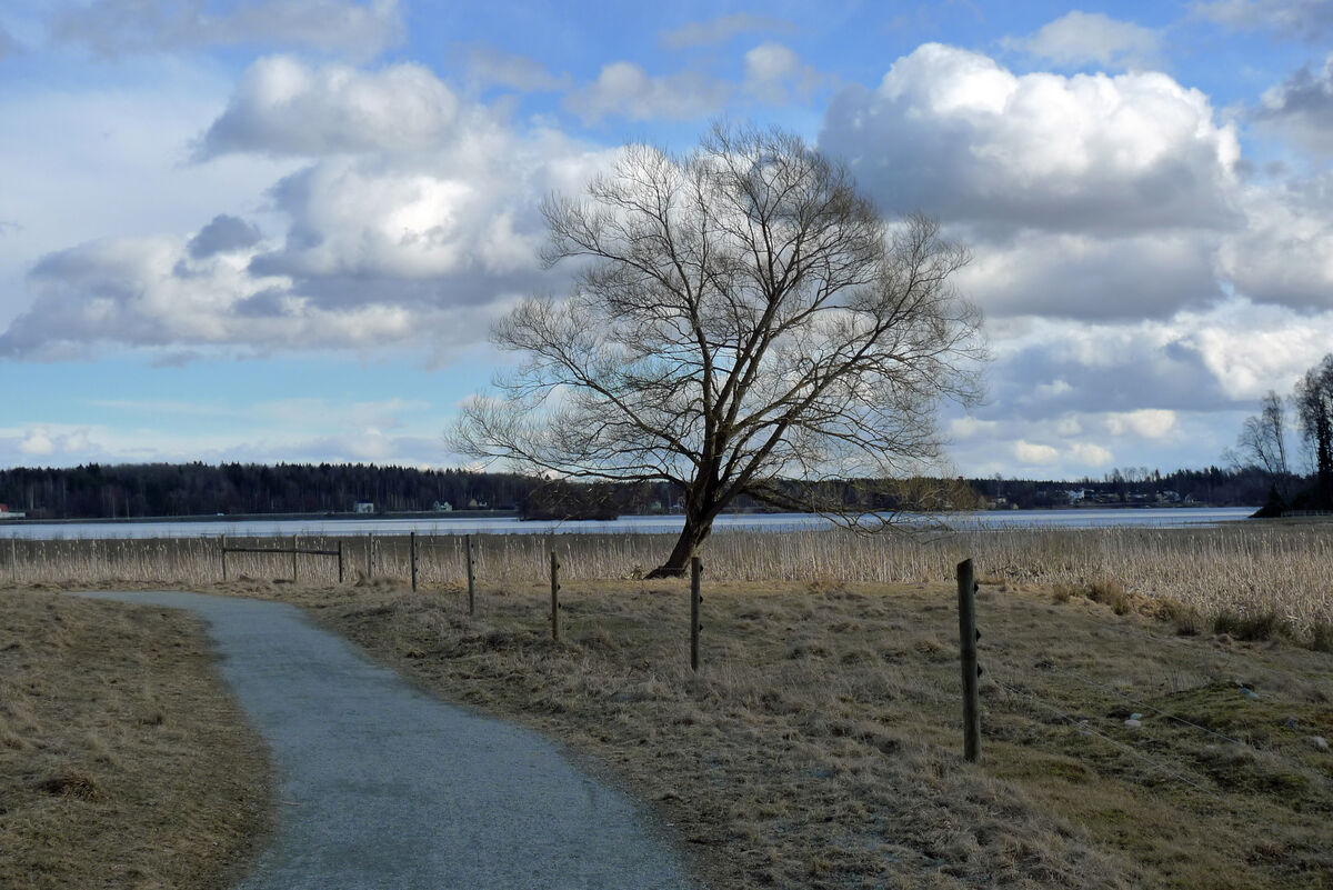 P1040446 Det Ensamma trädet på Lindesby Strandängar