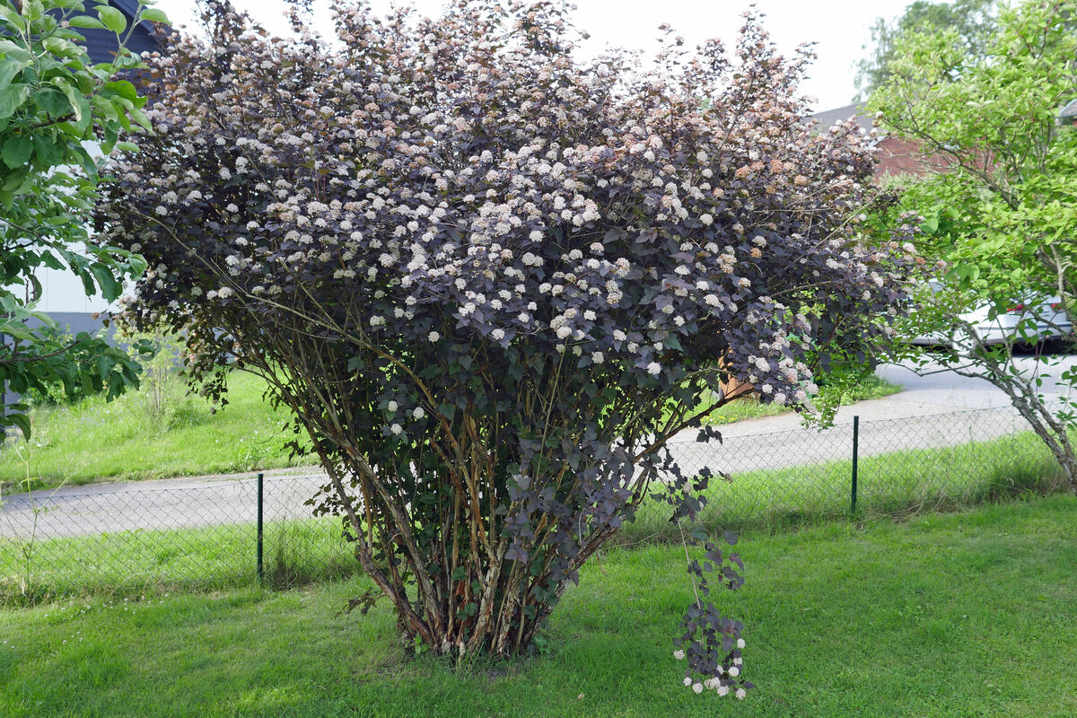 P1070618 Djävulsbusken blommar också