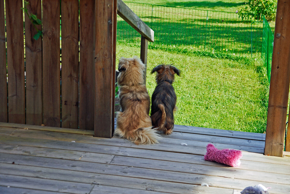_1020187 Nelly och Dennis tittar efter matte som är i trädgården