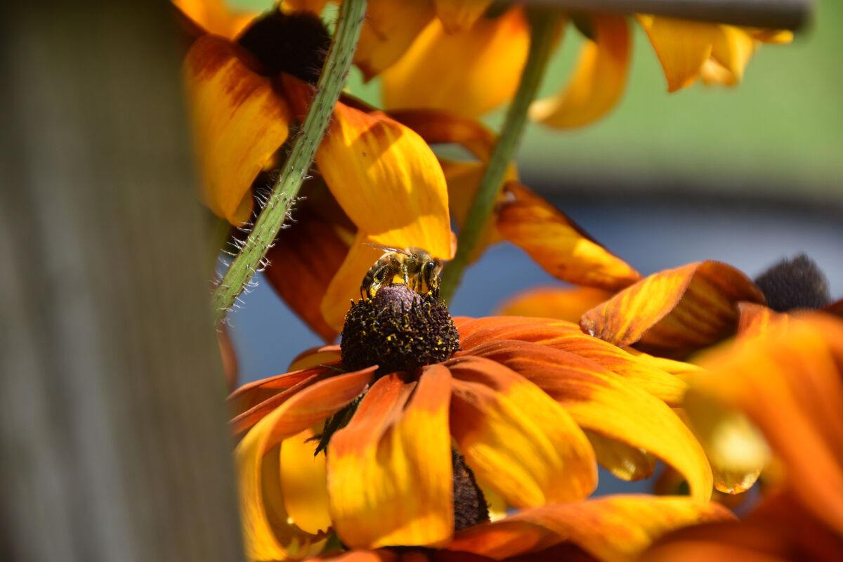 DSC_2393 Ett litet Bi som söker nektar på en Rudbeckia