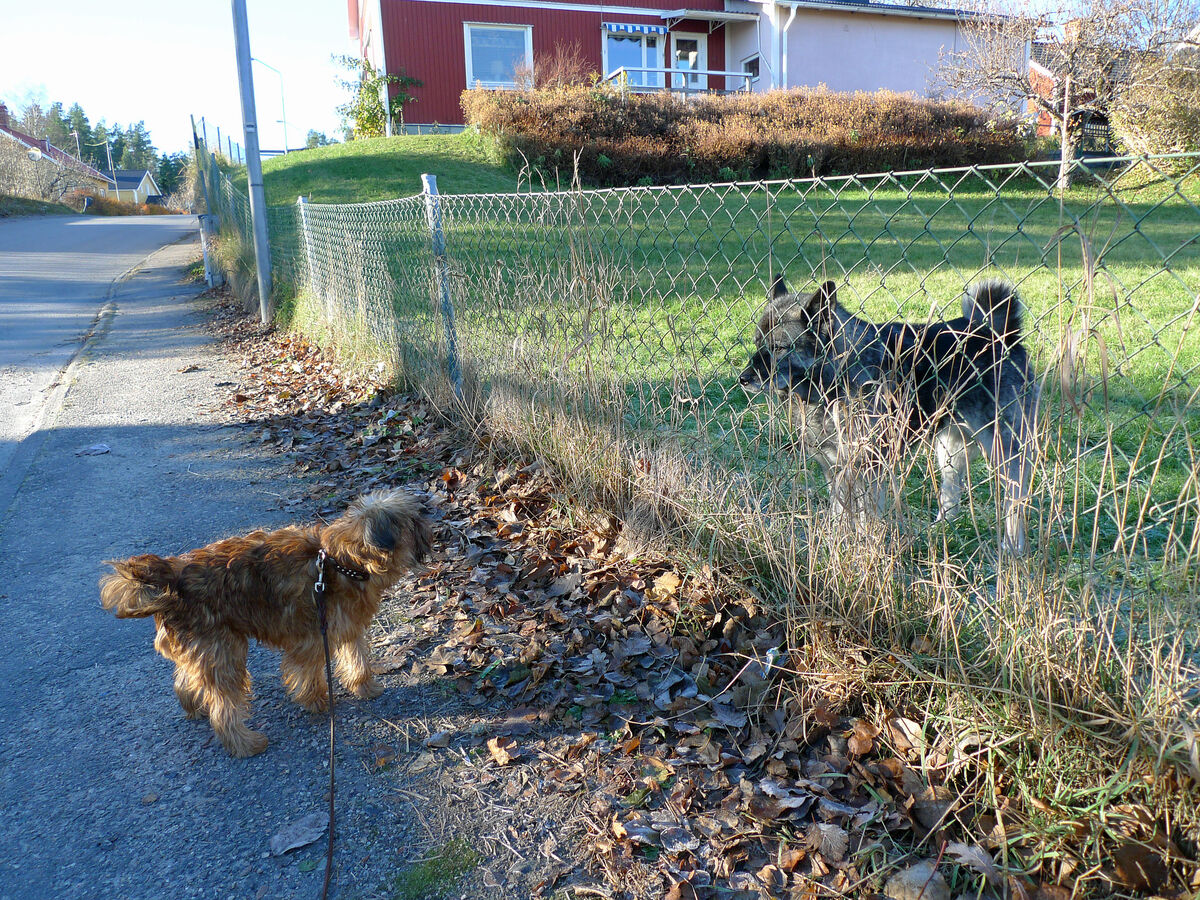 P1030594 Doglas träffar en annan hund på vår första promenad