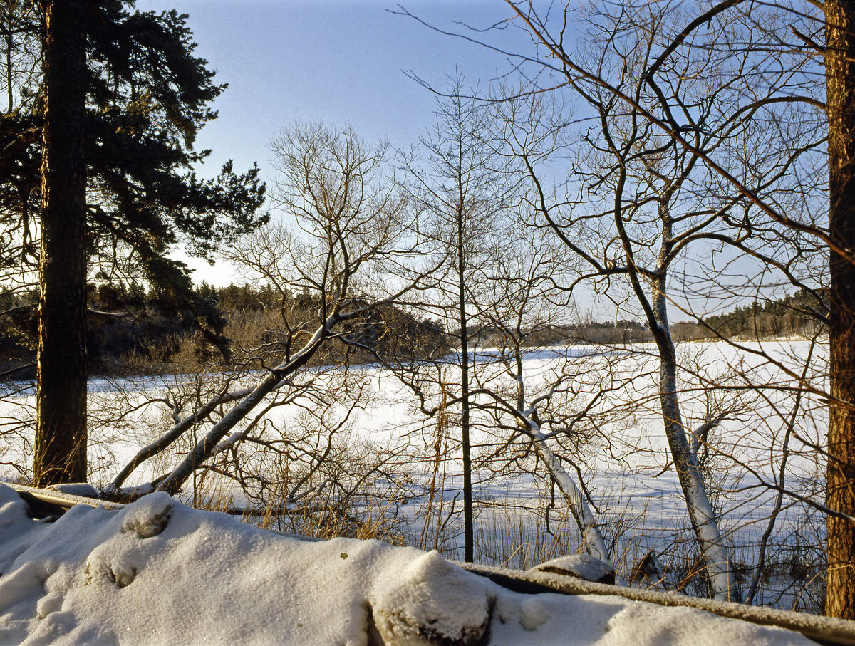 Vinterbild fån Rönningesjön1987010