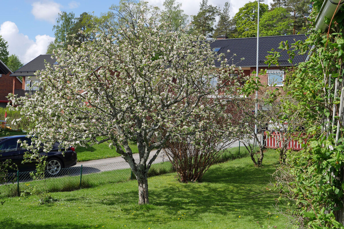P1110271 Äppelträdet står i full blom
