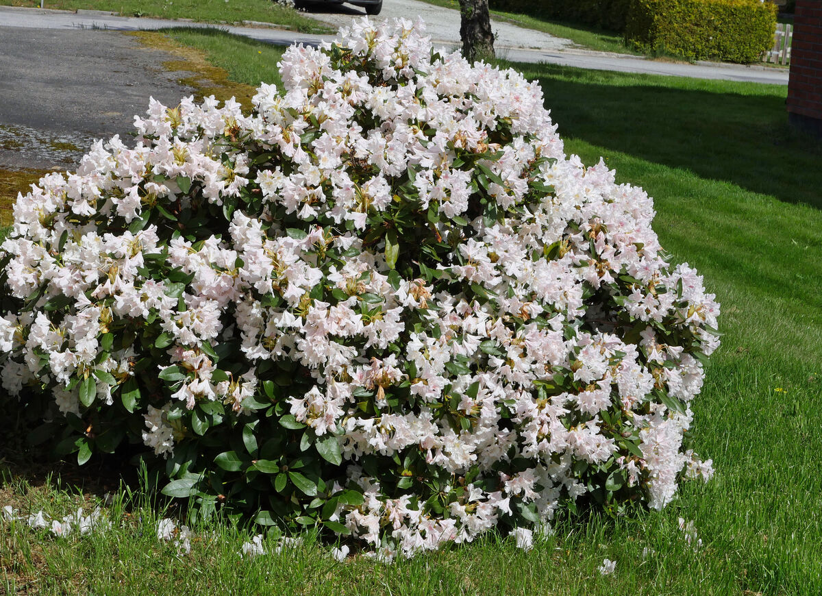 P1110275 Rhododendronbusken har också slagit ut