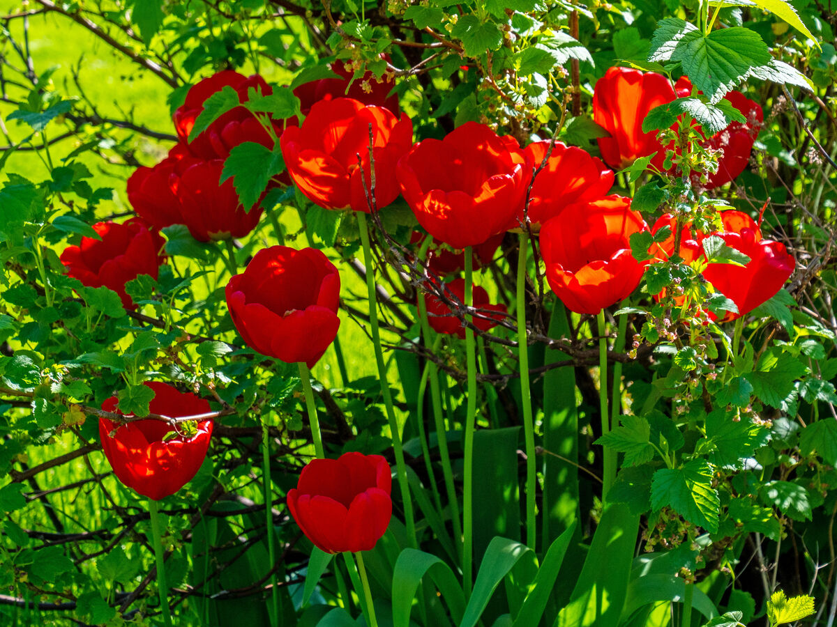 P1000632 Ett fång röda Tulpaner växer i en vinbärsbuske