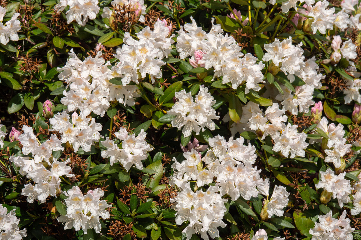 P1130861 Närbild av Rhododendron