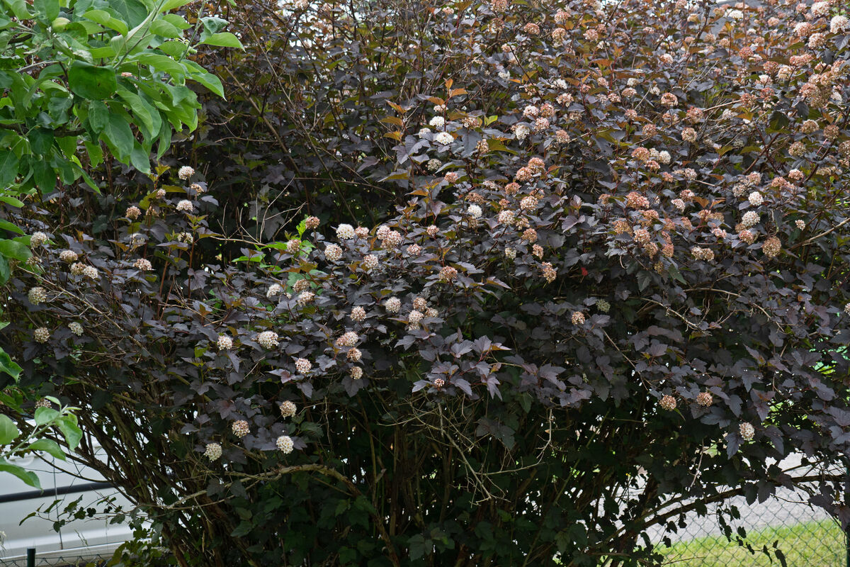 P1011231 Ett utsnitt av Djävulsbusken som blommar
