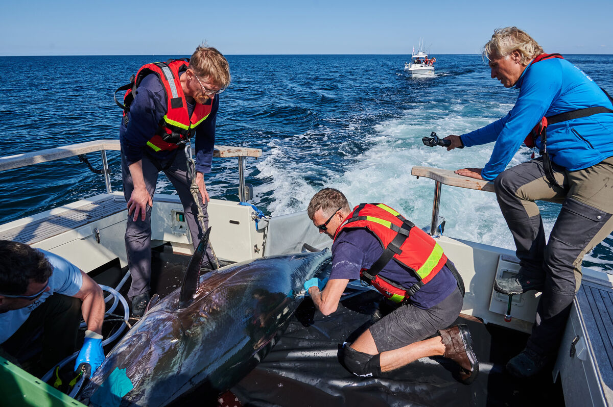 Märkning av blåfenad tonfisk i forskningssyfte