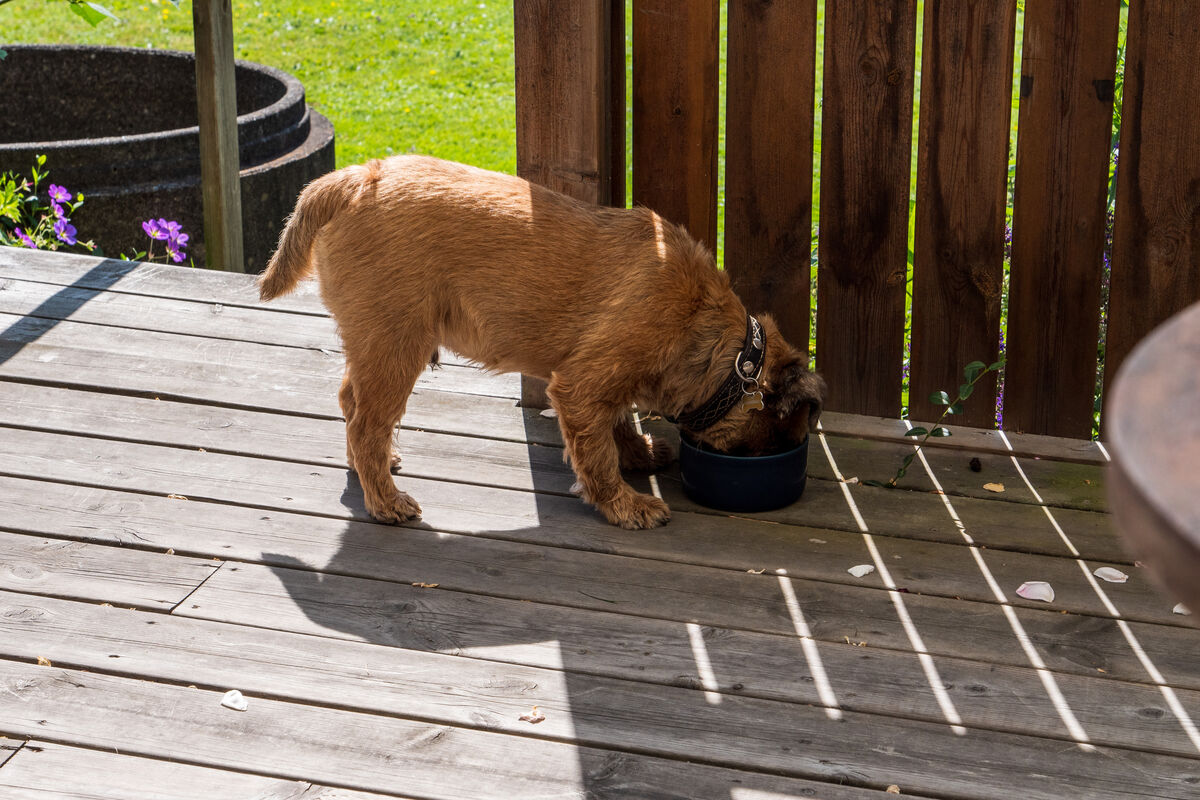 P1056240 Dennis är en klok hund som dricker vatten i värmen