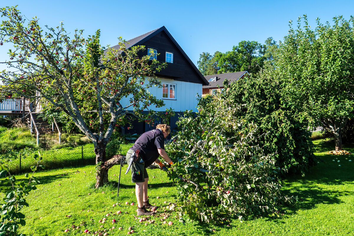 P1056889 Pernilla börjar kapa det nedfallna äppelträdet-DeNoise AI-standard