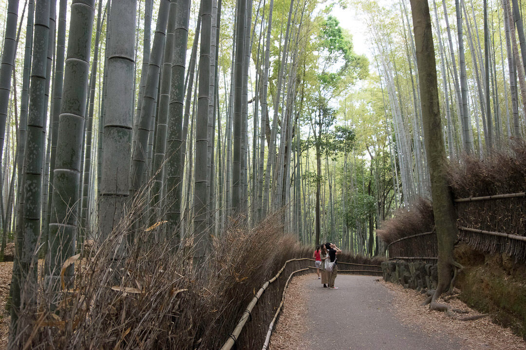 I Arashiyama finns den stora bambuskogen