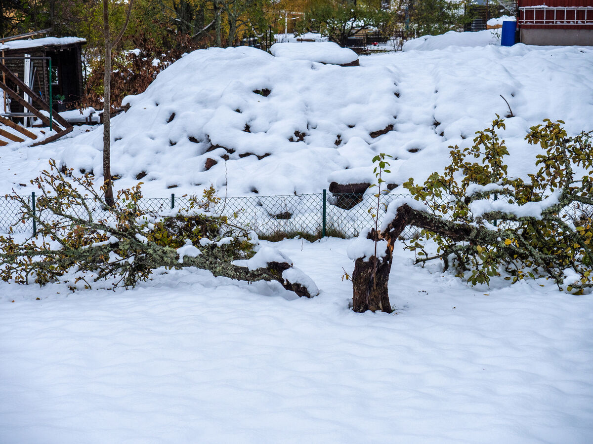 P1089520 Ett äppelträd Melba har brustit av snötyngden