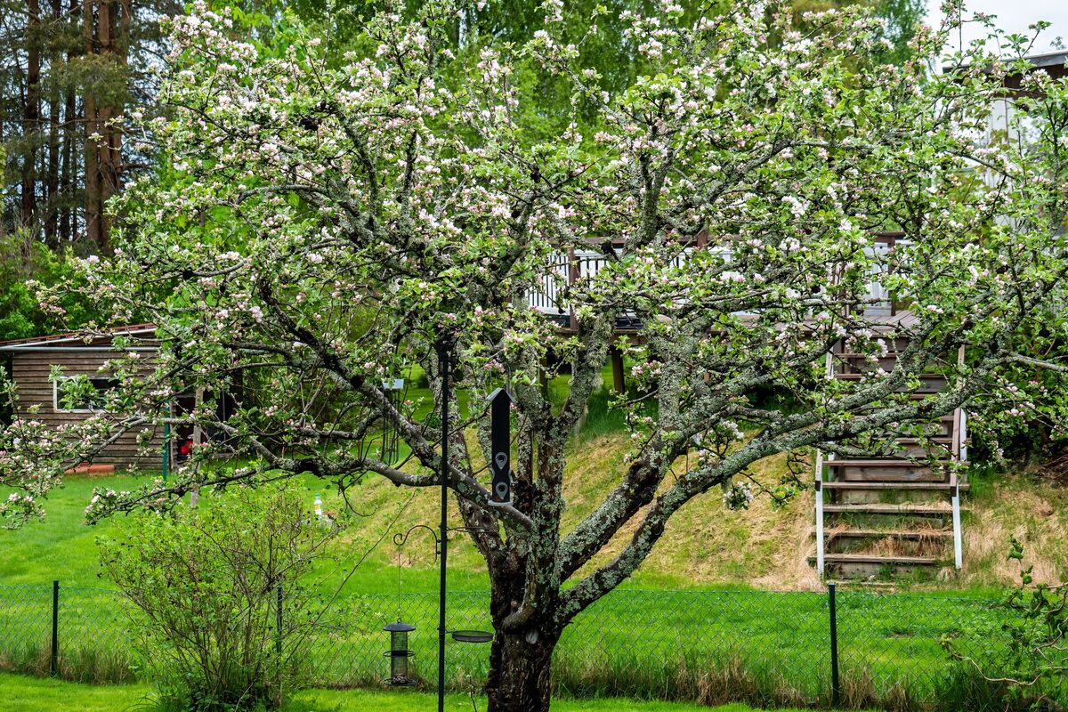 P1045680 Äppelträdet i maj 2022-2022-topaz-denoise