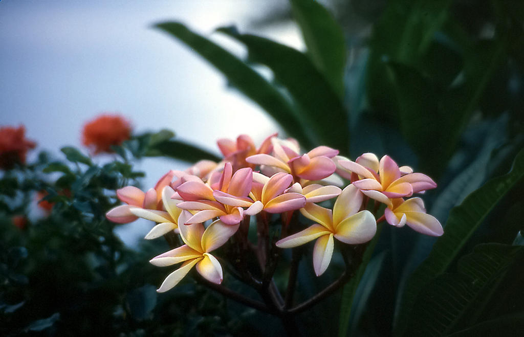 Någon-art-av-Magnolia-på-Madeira-1986