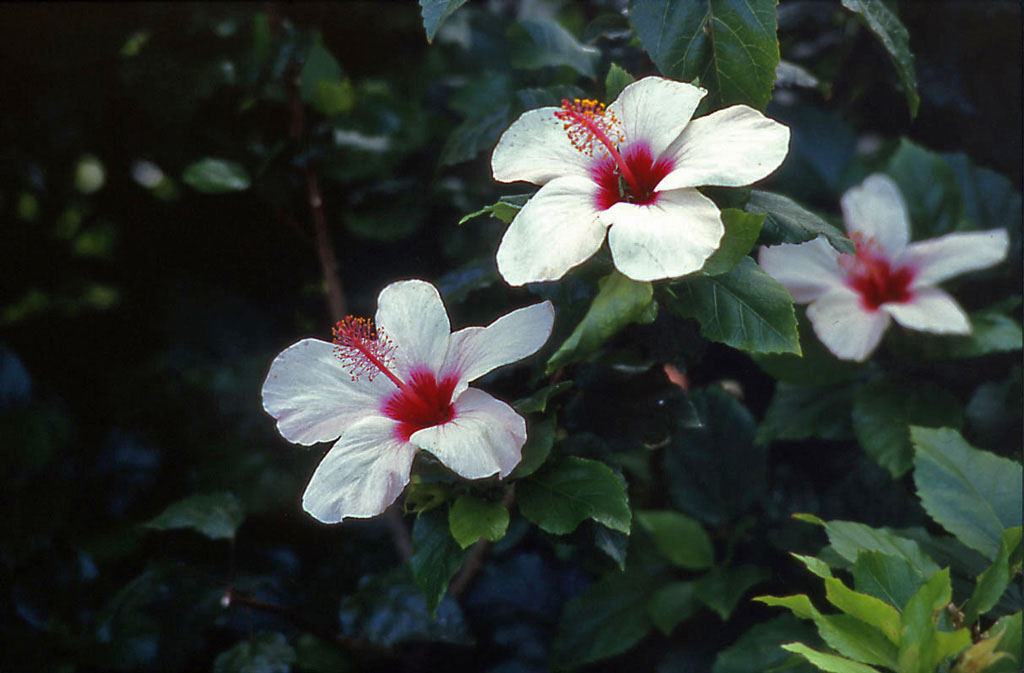 Vit-Hibiscus-på-Madeira-1986