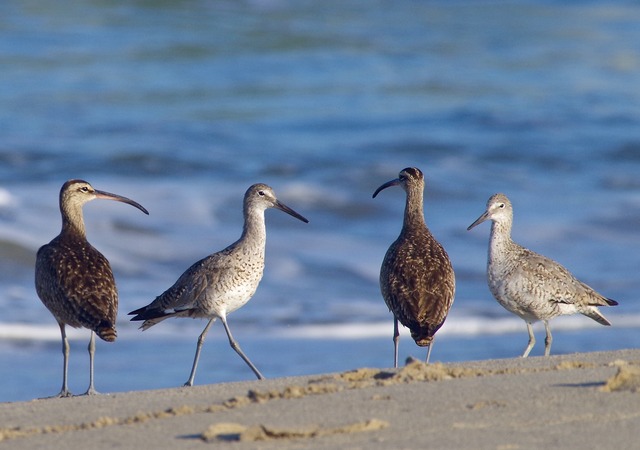 Willets and Whimbrels
