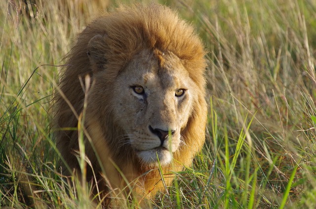 Lion male